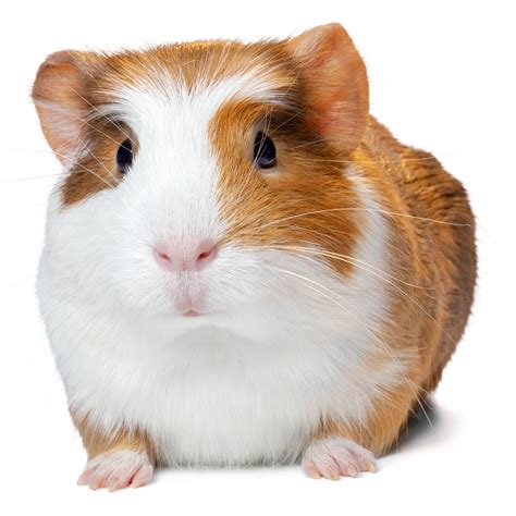 guinea pigs for sale at petsmart|guinea pig where to buy.